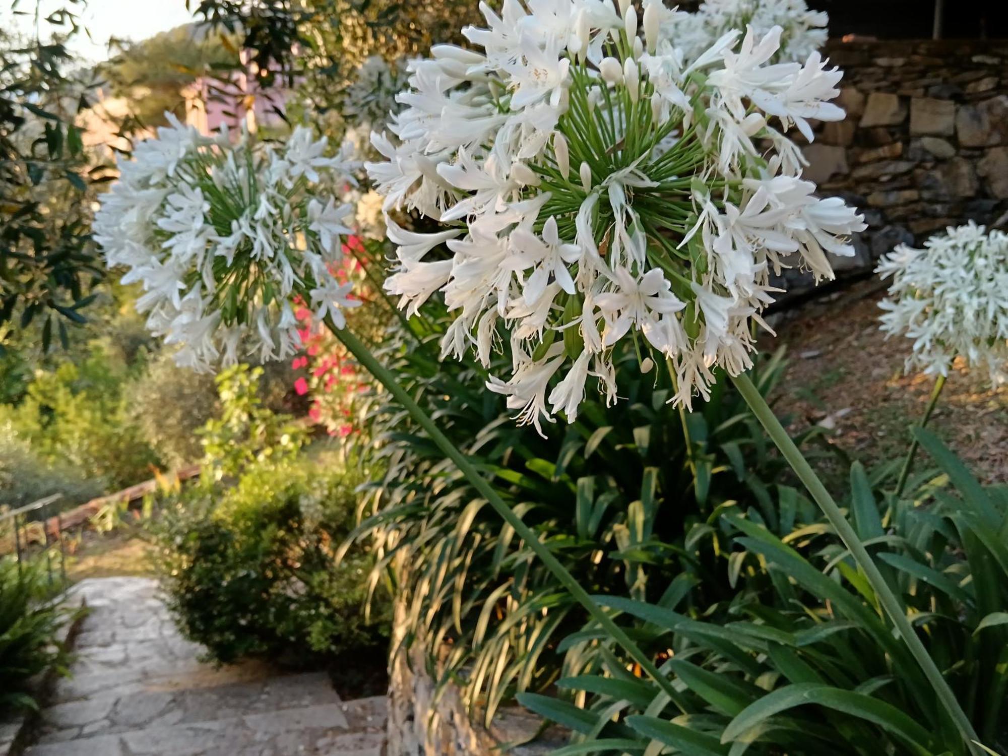 Villa Albachiara カモーリ エクステリア 写真