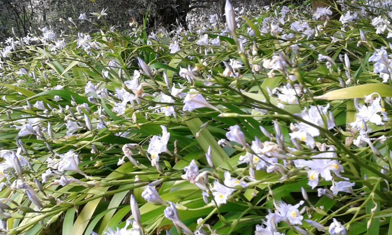 Villa Albachiara カモーリ エクステリア 写真